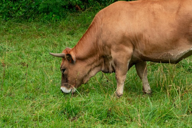 vache brune avec des cornes dans un pré vert