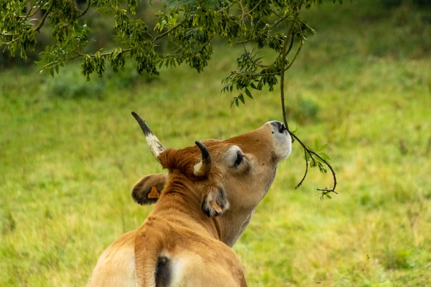 vache brune avec des cornes dans un pré vert