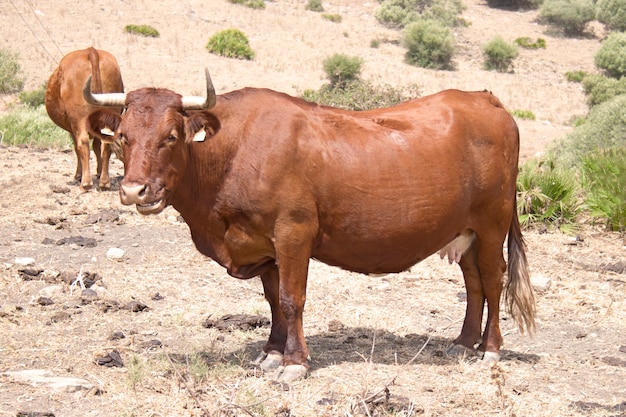 Vache brune dans le champ