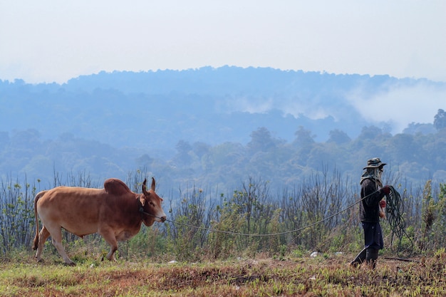 Vache brune et fermier