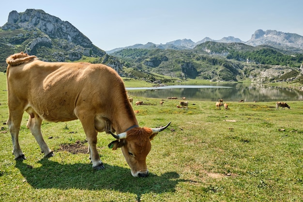 Vache brune mangeant de l'herbe au premier plan avec un lac en arrière-plan