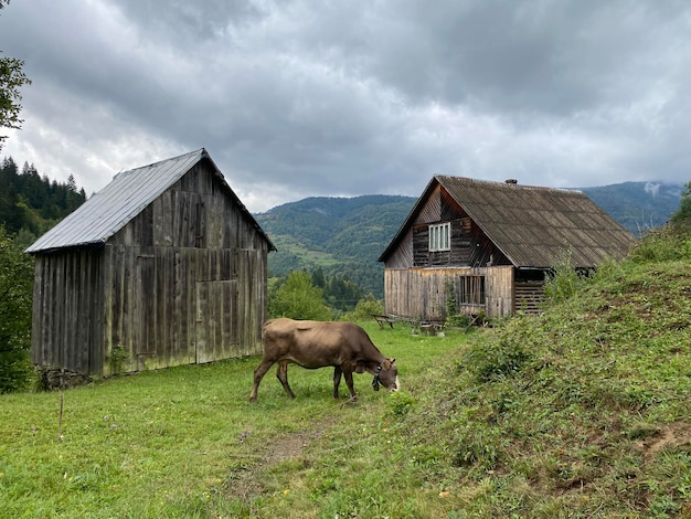 Photo une vache brune paissait sur les collines du pays près des granges des montagnes d'automne de l'ukraine