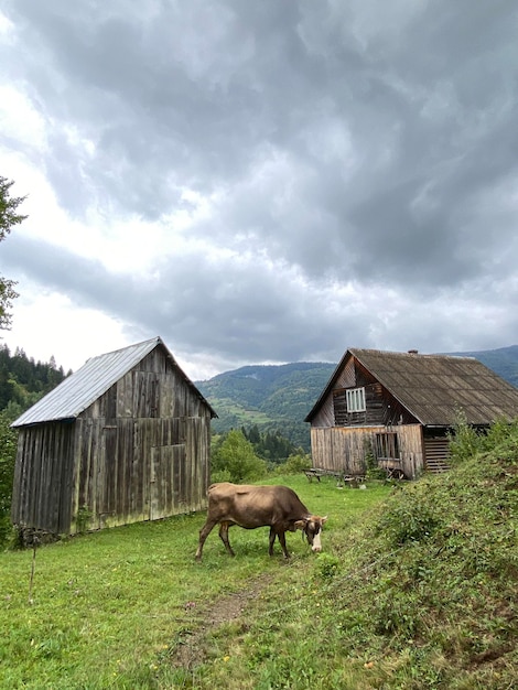 Une vache brune paissait sur les collines du pays près des granges des montagnes d'automne de l'Ukraine