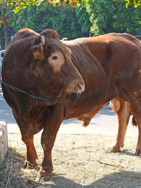 Vache brune (sapi qurban) pour la préparation de l'Aïd al-Adha