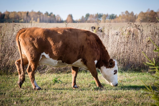 Vache brune avec une tête blanche broutant dans un champ