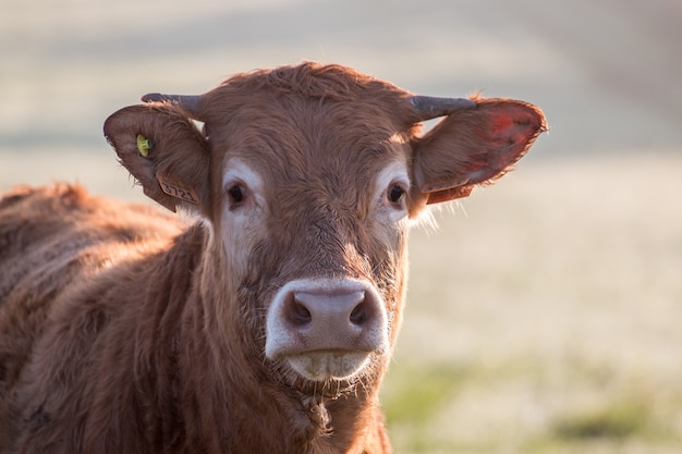 Vache brune