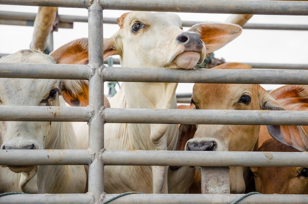 vache sur la cage de camion