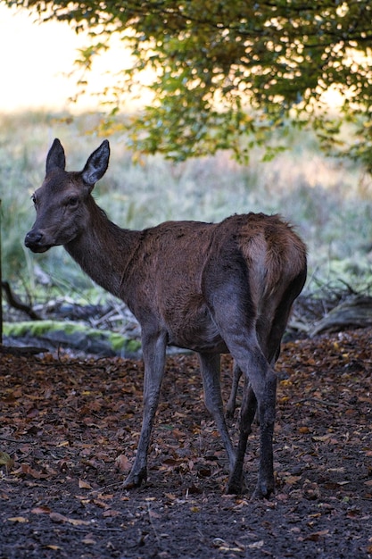 Vache cerf exposé dans une forêt de feuillus