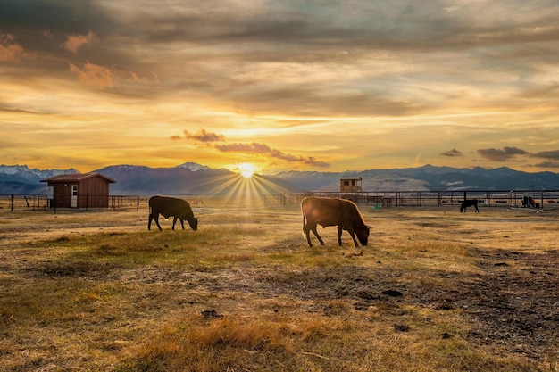 Vache sur un champ au coucher du soleil