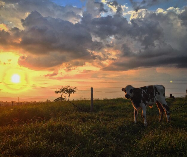 Une vache sur le champ contre le ciel au coucher du soleil.
