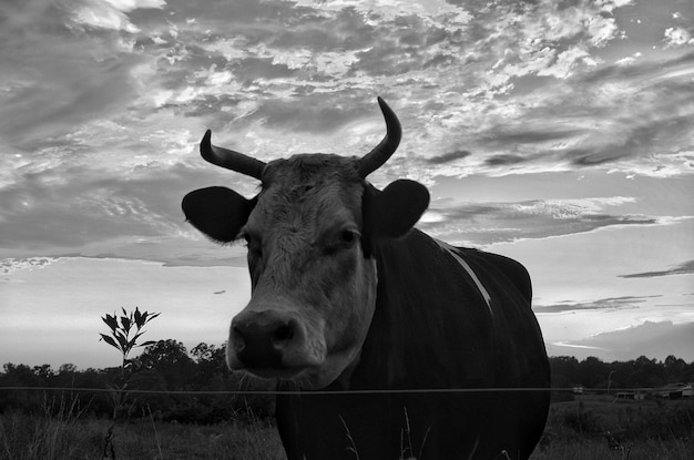 Photo la vache sur le champ contre le ciel