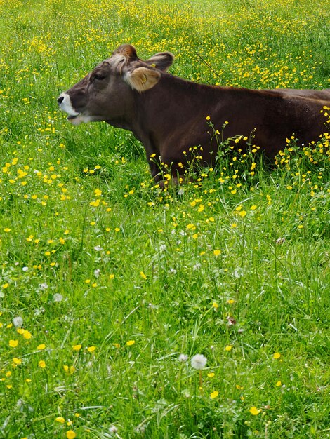 Photo la vache sur le champ herbeux