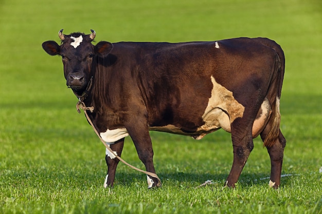 Vache sur un champ vert