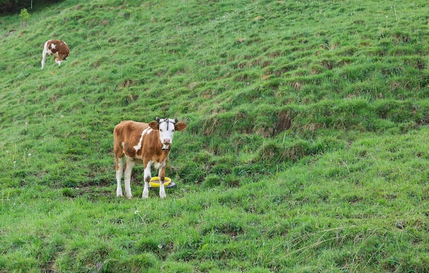 Vache avec cloche sur l'herbe verte