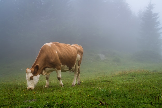 vache sur la colline