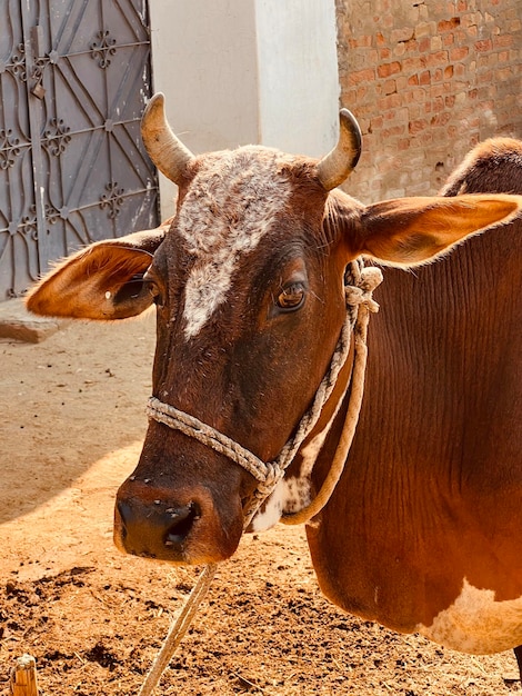 Une vache avec une corde autour du nez