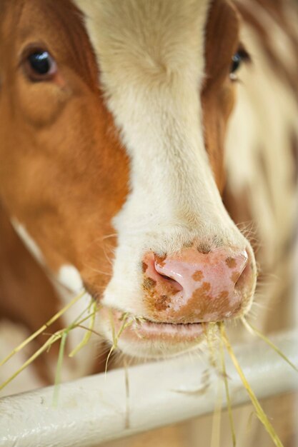 Photo vache en corral