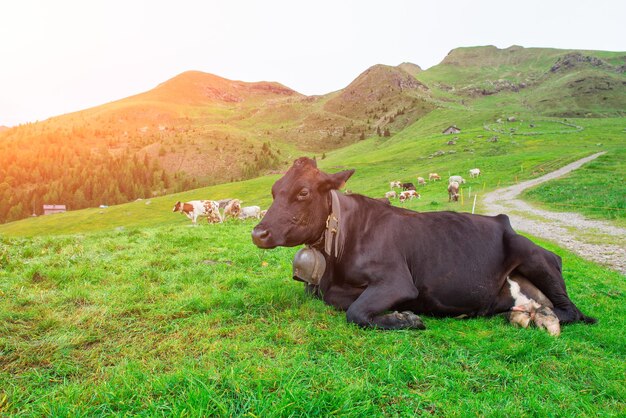 Vache couchée broutant sur les Alpes italiennes