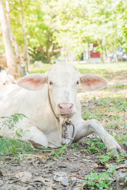 Vache couchée sur l&#39;herbe