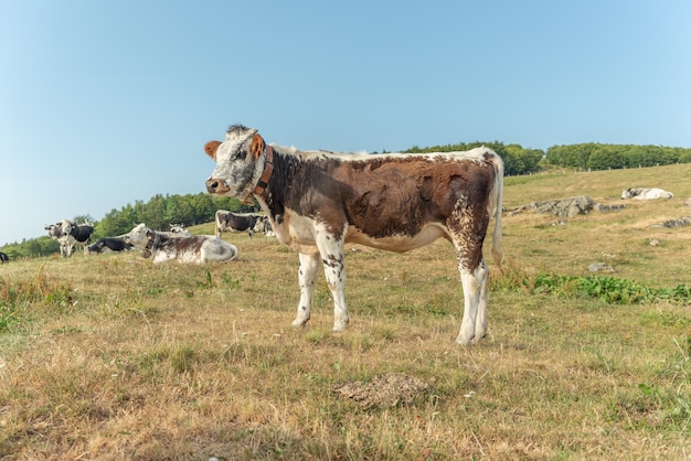 Vache dans un alpage en été