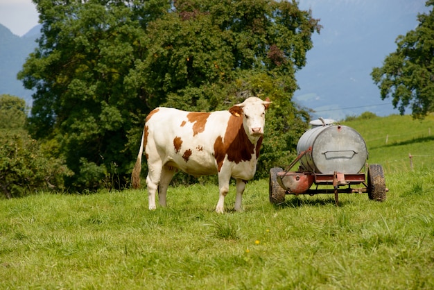 Vache dans les alpages