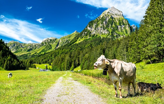 Vache dans les Alpes suisses