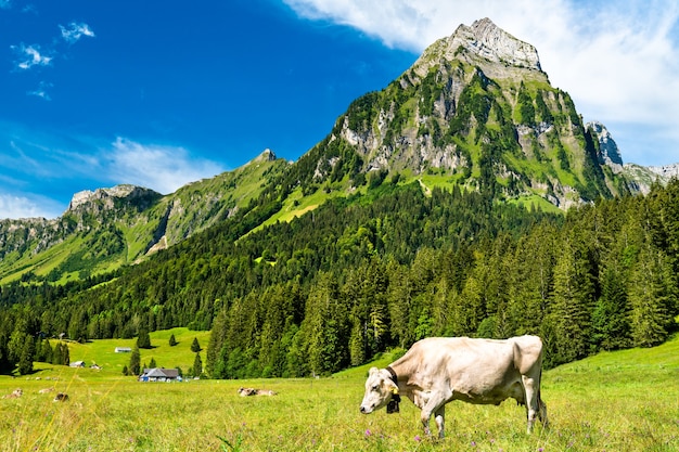 Vache dans les Alpes suisses