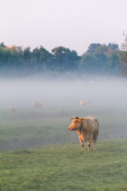 Vache dans le brouillard