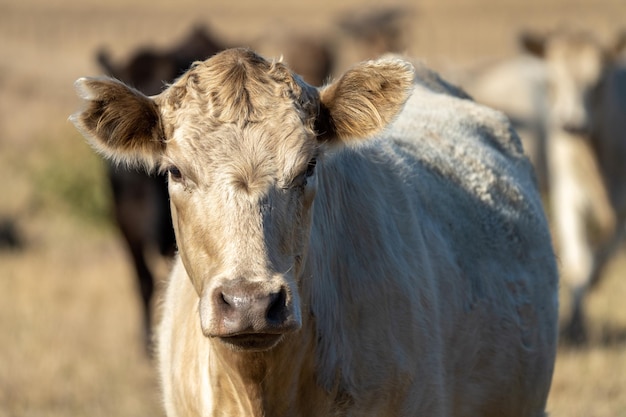 Une vache dans un champ avec d'autres vaches.