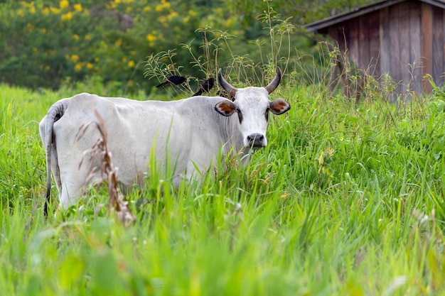 Vache dans un champ green grassselective focus