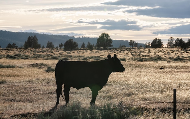 Photo vache dans un champ vert avec paysage de montagne en arrière-plan