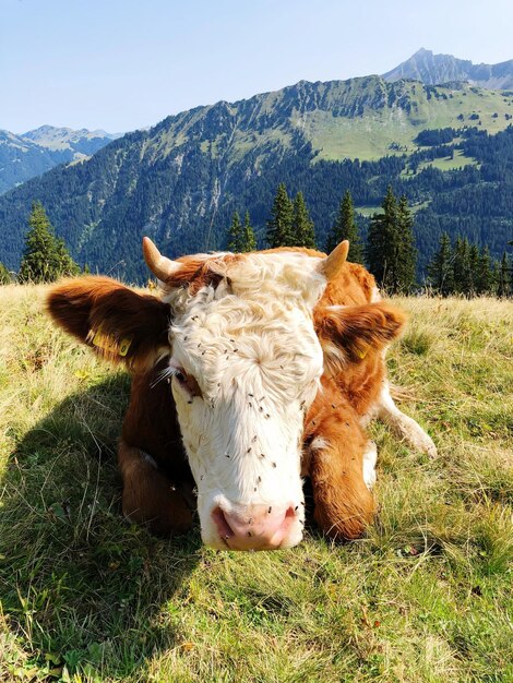 Photo une vache dans un champ.