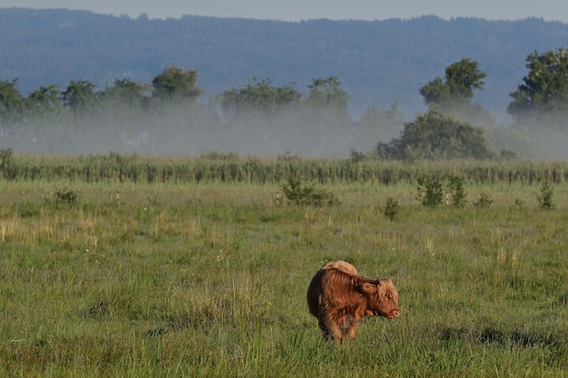 Vache dans le champ