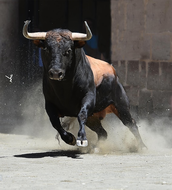 Photo une vache dans un cheval.