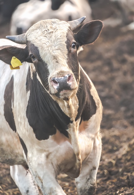 Vache dans une ferme