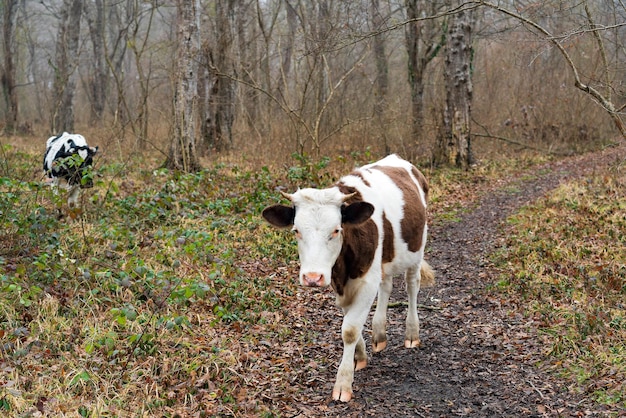 Vache dans la forêt au début du printemps