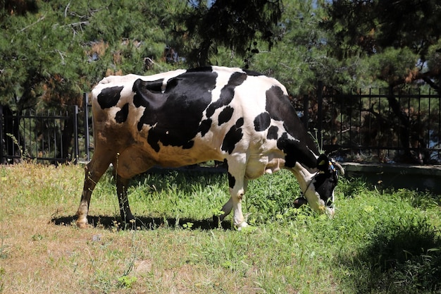 Vache dans une forêt à Buyukada à Istanbul Turquie