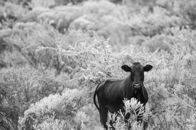 Photo une vache dans la forêt.