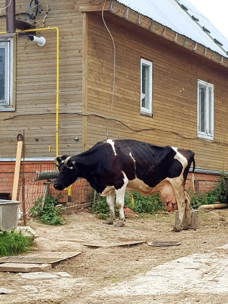 Photo une vache dans une maison.