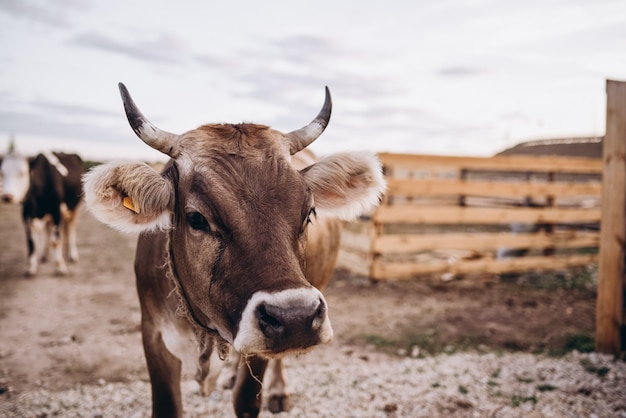 Vache dans la nature de la ferme