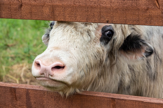 Photo vache dans le paddock à la ferme