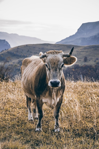 Vache dans un pâturage éloigné dans les montagnes de Bosnie