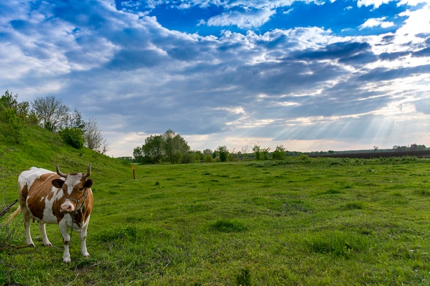 une vache dans le pâturage. herbe verte, un beau ciel avec des nuages et les rayons du soleil brillent à travers les nuages.