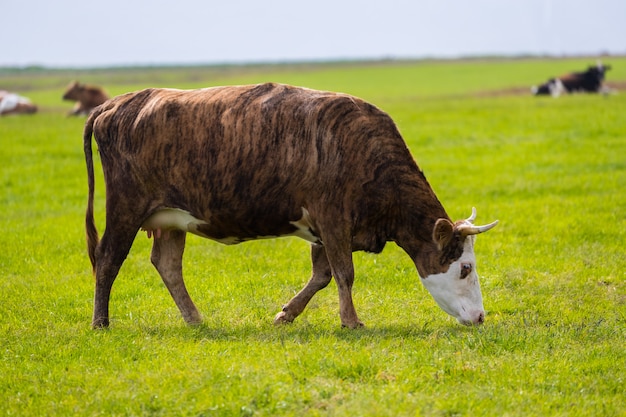 vache dans un paysage volcanique sur l&#39;Islande