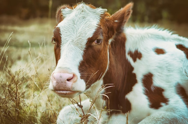 Photo vache dans la prairie