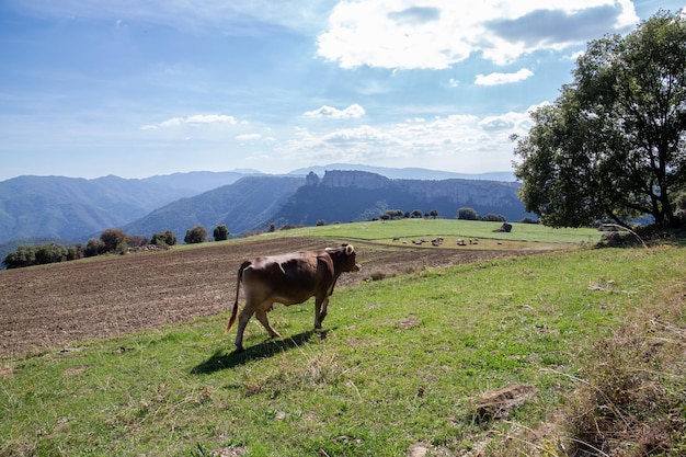 Vache dans un pré vert à côté des montagnes en Catalogne Espagne