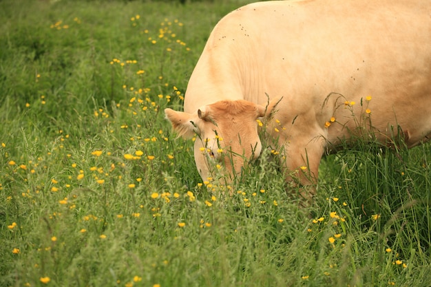 Vache dans un pré