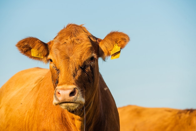 Vache dans le pré