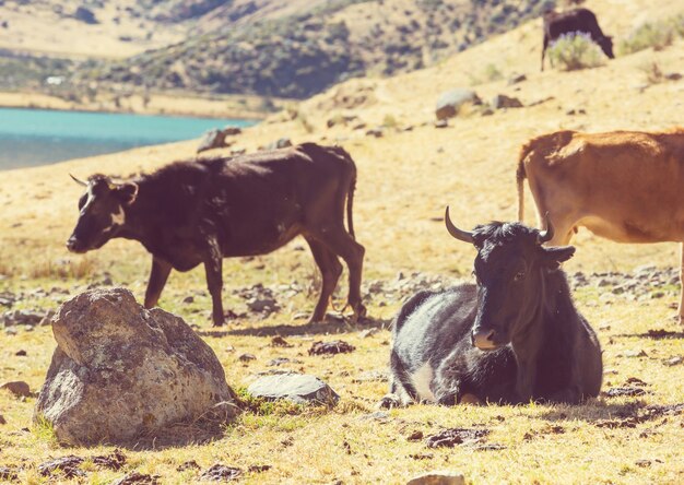 La vache dans un pré