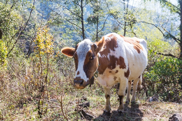 La vache dans un pré